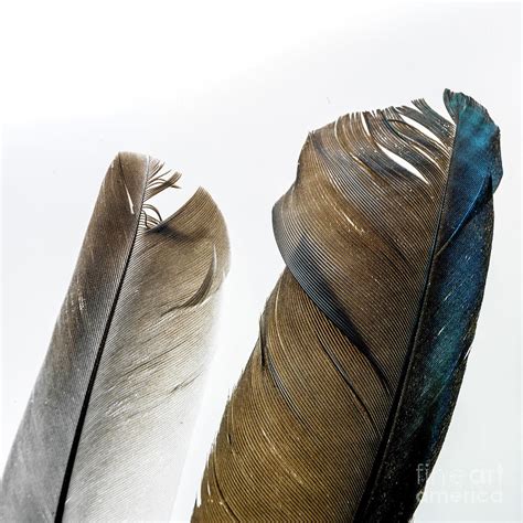 Bird feathers, close up #2 Photograph by Bernard Jaubert - Pixels