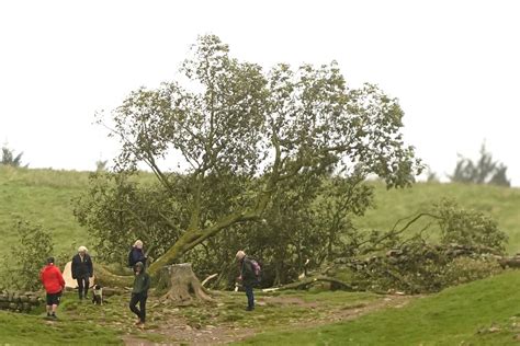 Outrage as iconic ‘Robin Hood’ tree next to Hadrian’s Wall is ‘deliberately felled’