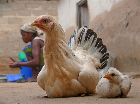 MTWARA, Tanzania - December 3, 2008: the Village. Chicken Chicken Editorial Photo - Image of ...