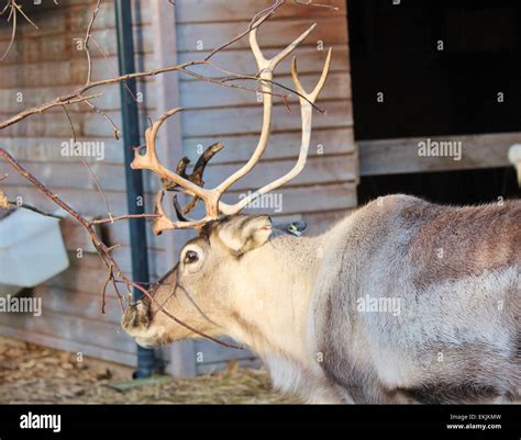 Reindeer with antlers ready for Christmas Stock Photo - Alamy