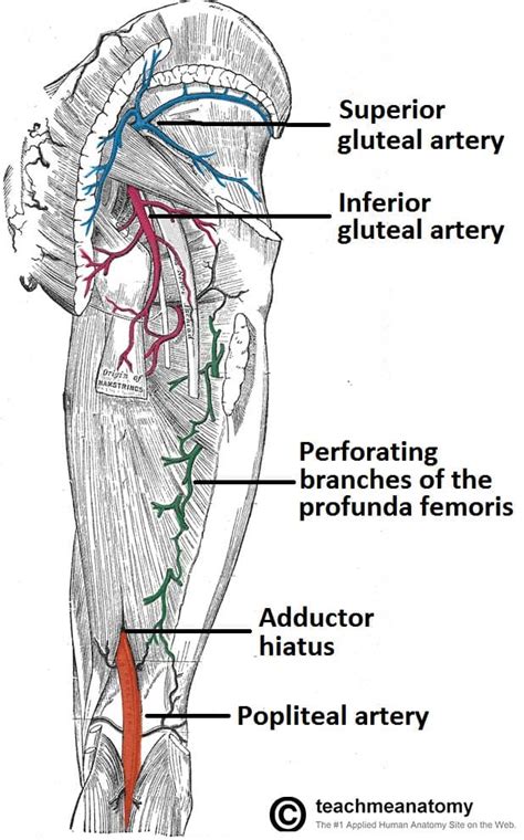 Human Artery Chart