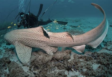 Mozambique Leopard Shark Study Offers Something Different to Research · Fishing Industry News ...