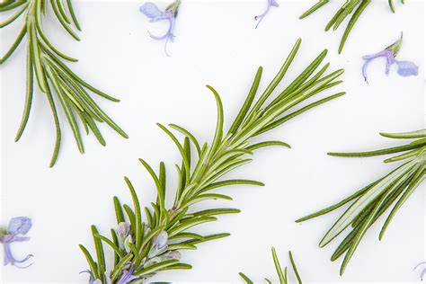 How to use Rosemary in Natural Skincare - Formula Botanica