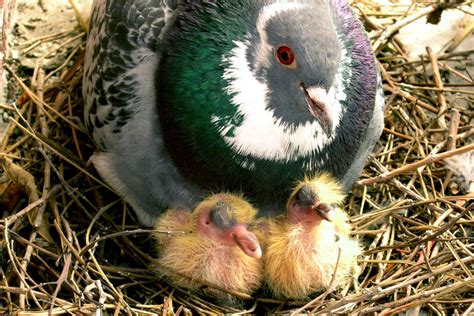 What Is A Baby Pigeon Called - NE Pigeon Supplies