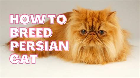 Best 10 Ways, How to Breed Persian Cat - Zoological World