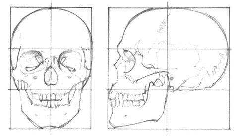 skull proportions - Google Search Sugar Skull Drawing, Skulls Drawing, Pencil Art Drawings, Art ...