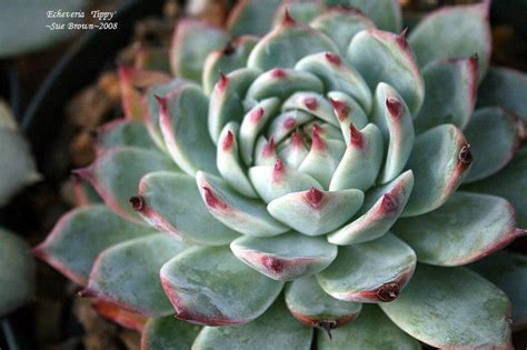 Echeveria for identification in the Plant ID forum - Garden.org