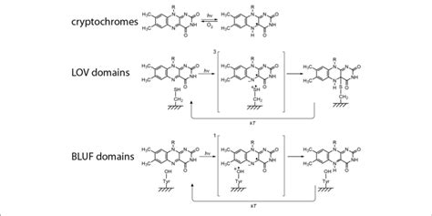 | Proposed primary light reactions of flavin-dependent photoreceptors. | Download Scientific Diagram