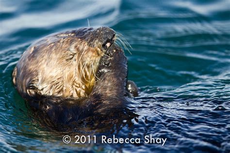 sea otter eating clam | rshay001 | Flickr