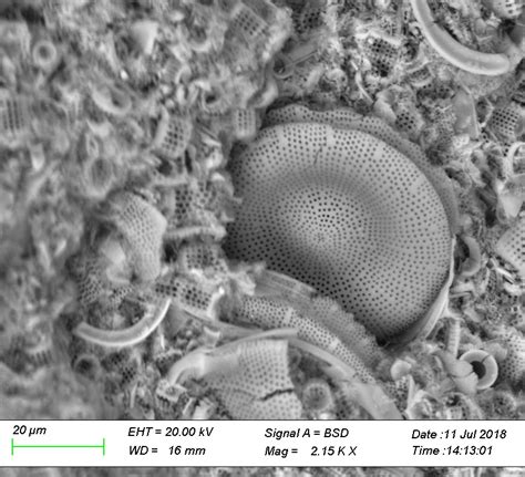 Is there other preparation for fossil Diatoms SEM