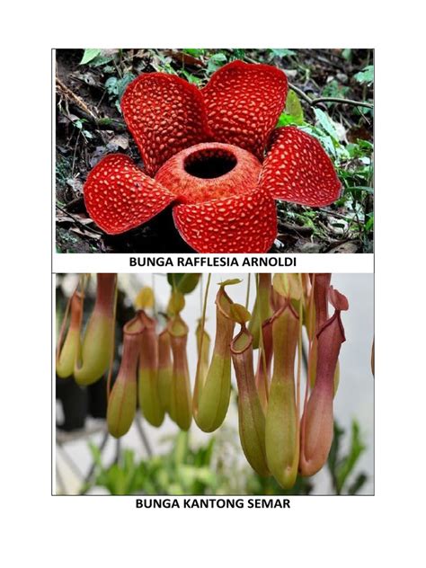 BUNGA RAFFLESIA ARNOLDI | PDF