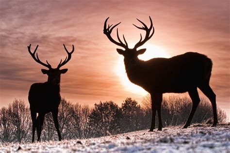 🔥 [50+] Whitetail Deer Screensavers and Wallpapers | WallpaperSafari