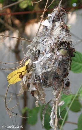 A Purple Sunbird Nest – Travel Tales from India and Abroad