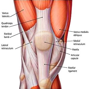 Muscles of the Knee - Pro Knee Pain Relief