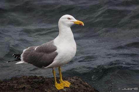 Yellow-legged Gull - song / call / voice / sound.