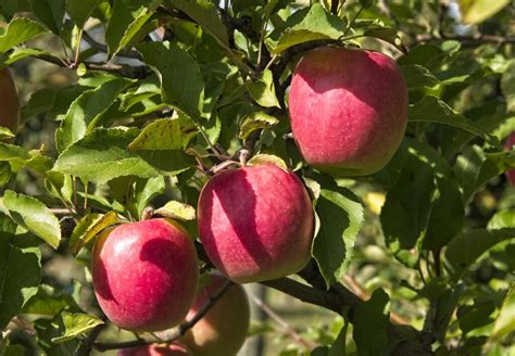 Pink Lady Apple – Chestnut Hill Nursery