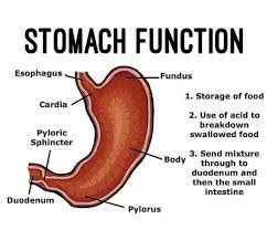 Function of Stomach in Digestive System - CBSE Class Notes Online ...