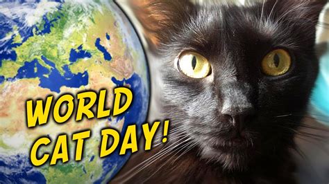 Today is World Cat Day! – Cat Daily News