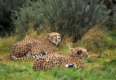 Where The Wild Things Are: West Midlands Safari Park