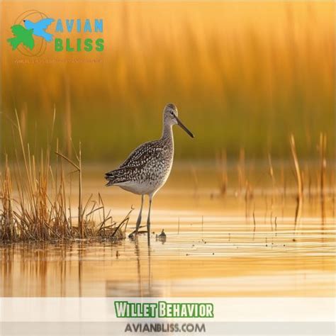 Willet: All About This Bird's Identification, Behavior, Habitat, and More