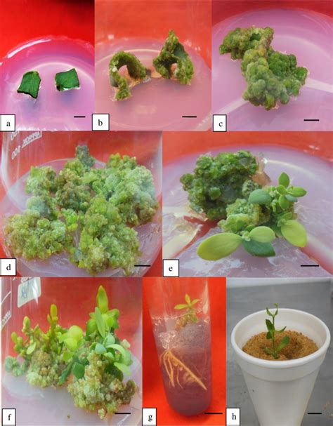 Plant regeneration through callus induction from female leaf explants... | Download Scientific ...