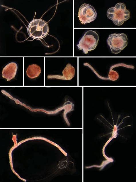 Ölümsüz Denizanası Turritopsis dohrnii Nasıl Hayvandır?