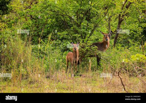 Wild life Animals in Mole National Park, the largest wildlife refuge of ...