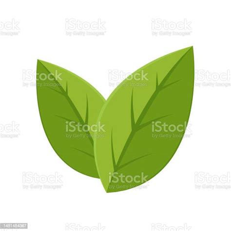 Green Tea On White Background Matcha Vector Stock Illustration ...