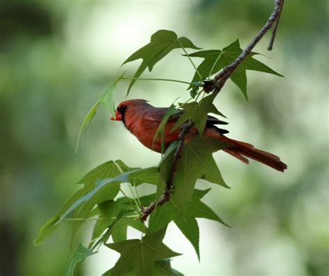 Northern Cardinal | BirdForum