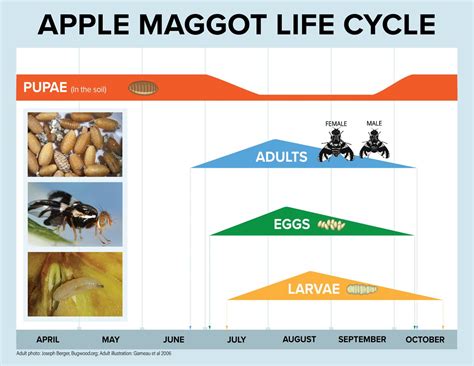 What is an Apple Maggot | Washington State Department of Agriculture