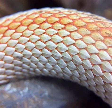 Common Hognose Snake Diseases & Other Health Info | ReptiFIles