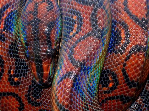 Reptile Facts - fortheloveofherpetology: Brazilian Rainbow Boa...