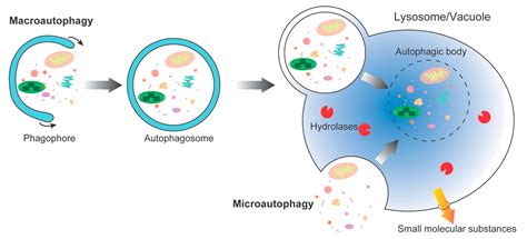 Degradation Mechanism of Autophagy-Related Proteins | Encyclopedia MDPI