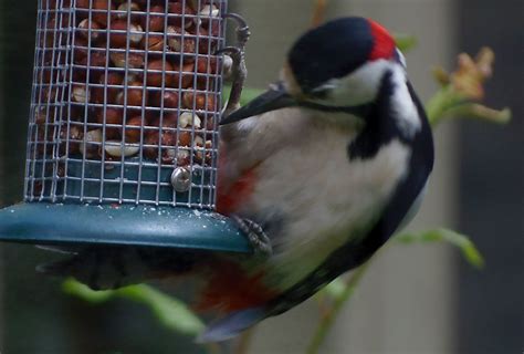 Woodpecker feeding | OLYMPUS DIGITAL CAMERA | david.cowie | Flickr