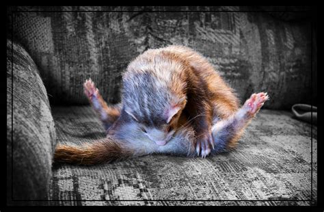 Fat ferret preening method... by HeezDedJim on DeviantArt