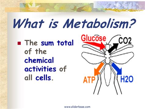 Bioenergetics - Presentation Biology