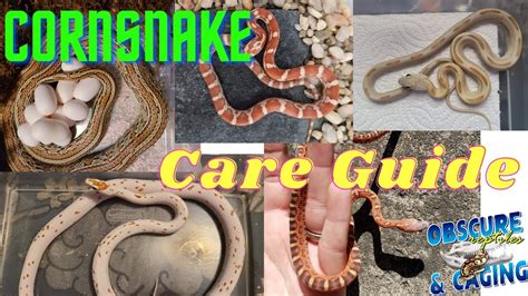 Full Corn Snake Care Guide - YouTube