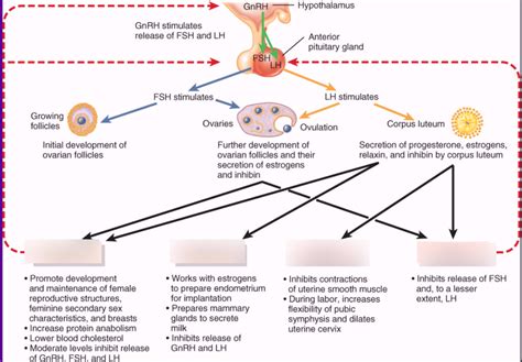 Female Reproductive Cycle Diagram | Quizlet