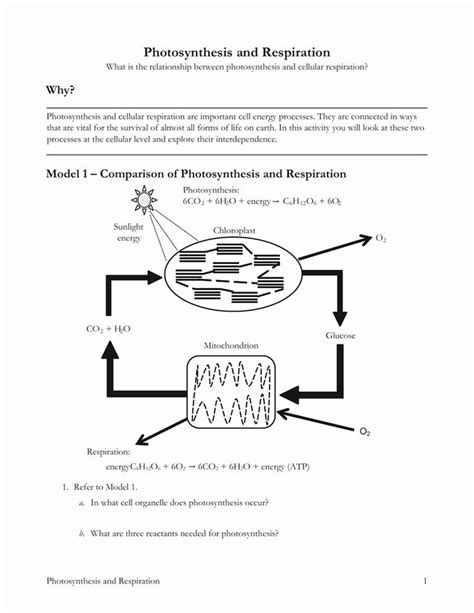 List Of Cellular Respiration And Photosynthesis Worksheet Answer Key ...