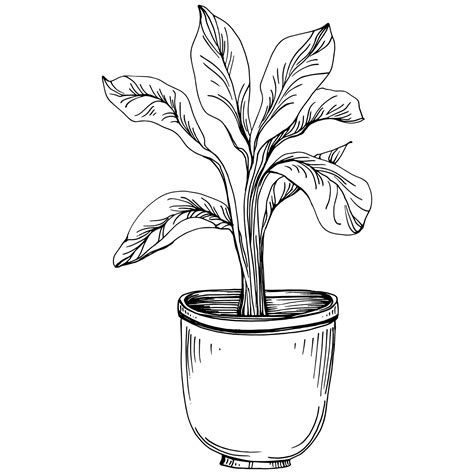 Premium Vector | Home Plant in pots sketch. Outline drawing isolated illustration of growing ...