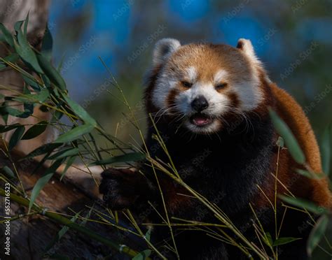 red panda eating bamboo Stock Photo | Adobe Stock