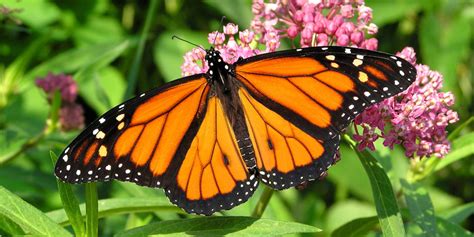 Good News: The Monarch Butterfly Population Is Growing in California