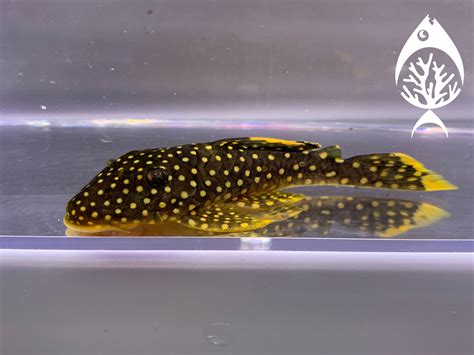 Gold Nugget Pleco - Marine Warehouse Aquarium