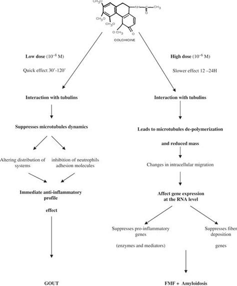 A model of the mechanism of action of colchicine. The left arm shows ...