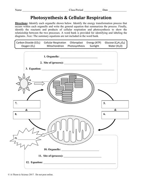 Is It Photosynthesis Or Respiration Worksheet - Printable And Enjoyable ...