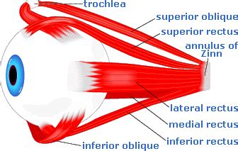 Doctors Gates: Relationship of nerves and vessels to the annulus of Zinn