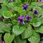 Wild Sweet Violet Viola Odorata - 50 Seeds