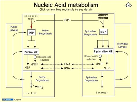 12.12.08: Nucleotide Metabolism