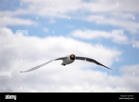 Flying black and white seagull Stock Photo - Alamy