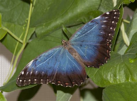 File:Blue Butterfly 1a (4866596377).jpg - Wikimedia Commons